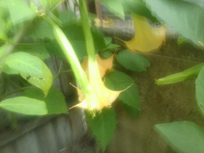 Fotografie8384 - brugmansia si datura 2012-2