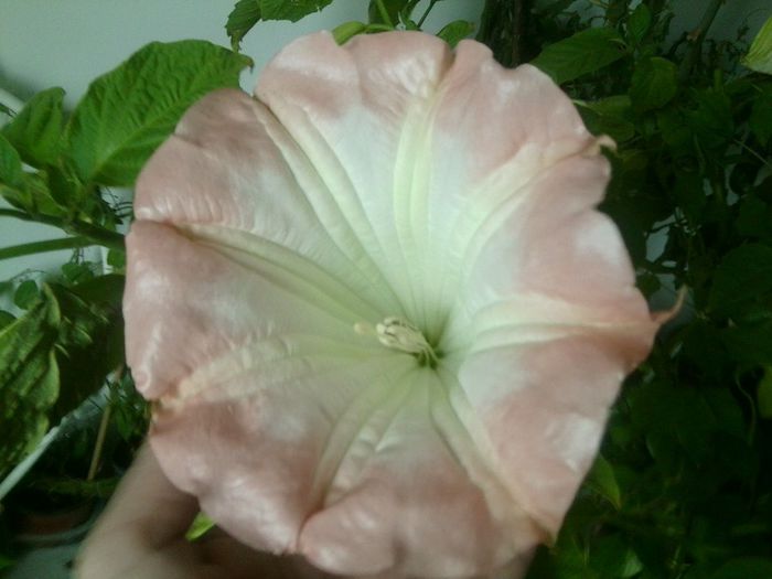 Fotografie8403 - brugmansia si datura 2012-2