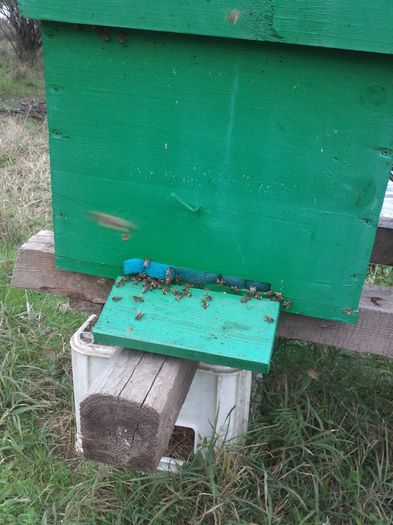 polen in 11 octombrie