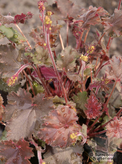 heuchera_ebony_and_ivory_4778a