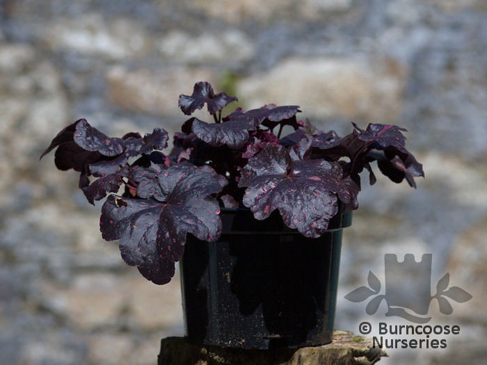 heuchera_midnight_rose_5434~2