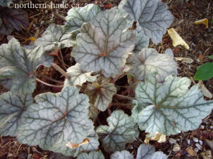heuchera-cinnabar-silver-fall-foliage-400x300