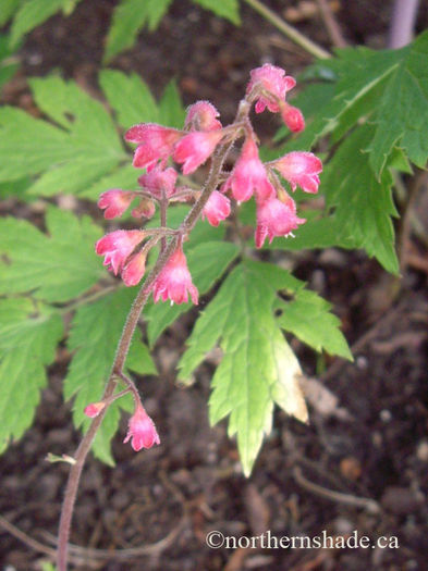 heuchera-peppermint-spice-coral-bells-flowers