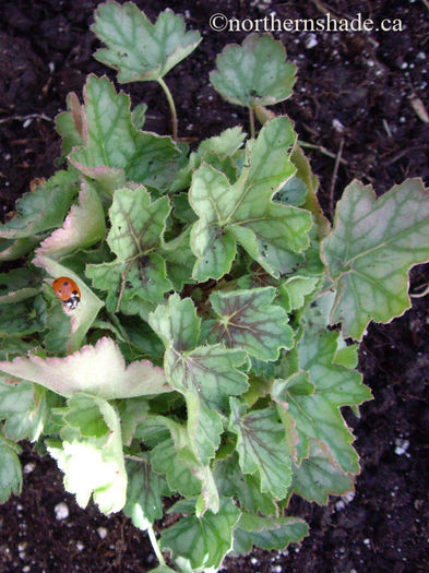 heuchera-peppermint-spice-coral-bells-leaves-and-ladybug