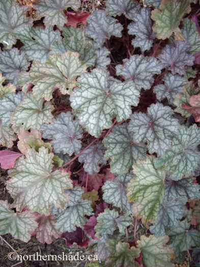 heuchera-raspberry-ice-showing-leaf-colour-changes