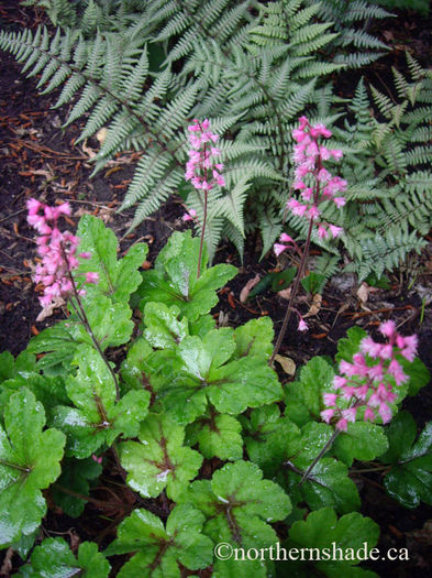heucherella-dayglow-pink-with-athyrium-ghost-fern