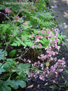 heucherella-tapestry-with-pink-flowers-and-campanula-cochlearifolia-behind-300x400
