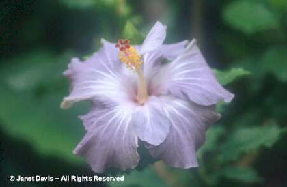Hibiscus%20rosa-sinensis%20
