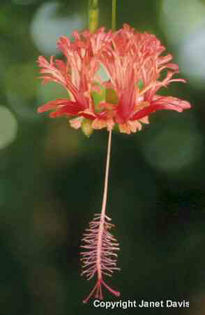 Hibiscus%20schizopetalus