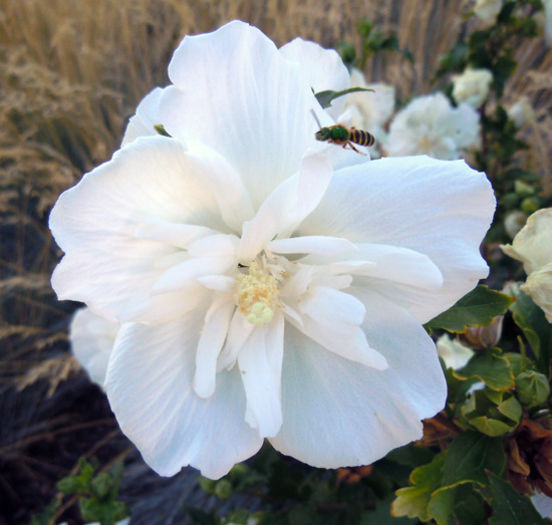 Hibiscus%20syriacus%20