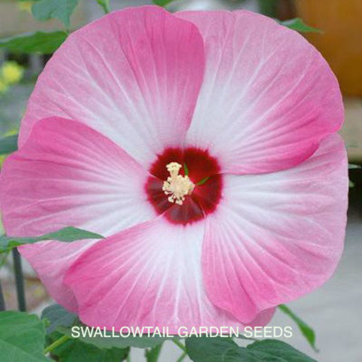 hibiscus_luna_pink_swirl_pop-up