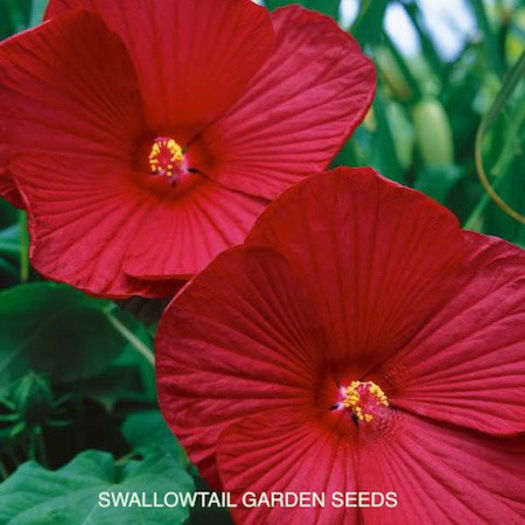 hibiscus_luna_red_pop-up