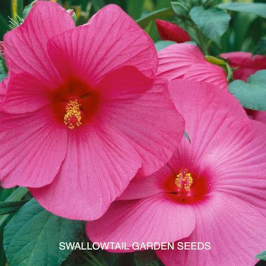 hibiscus_luna_rose_pop-up