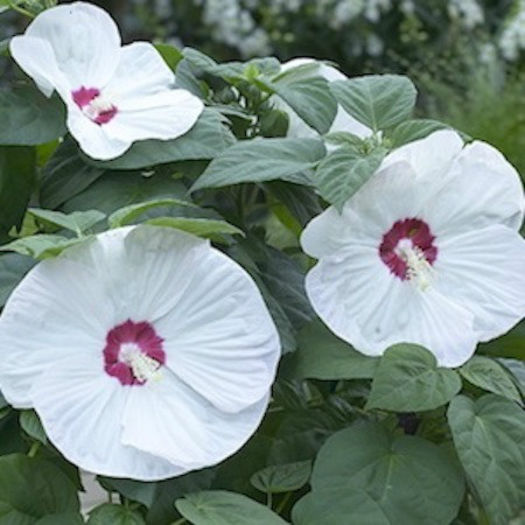 hibiscus_luna_white_pop-up