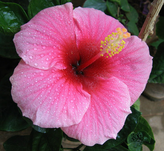 Hibiscus_pink