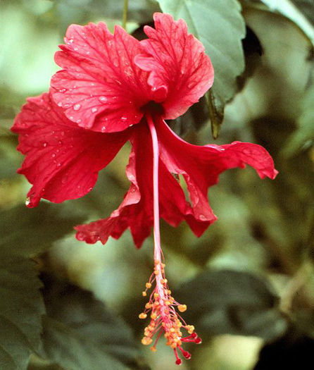 Hibiscus_rosa-sinensis