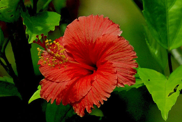 Hibiscus-Africanus-trandafir-chinezesc-Africanus