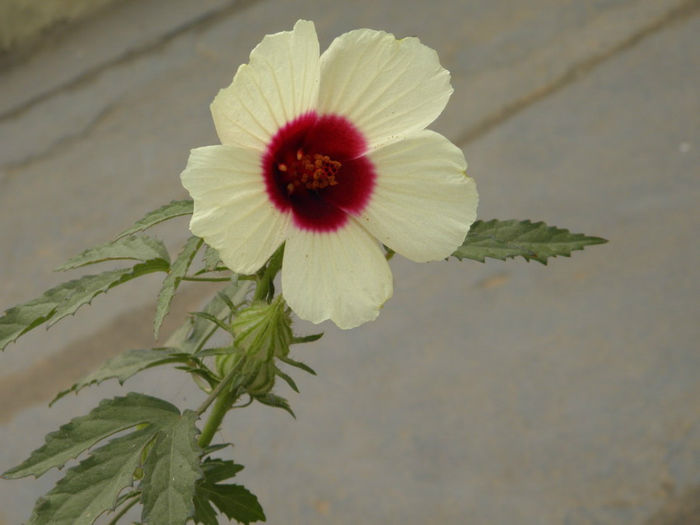 Hibiscus-Cannabinus-trandafir-chinezesc-Cannabinus