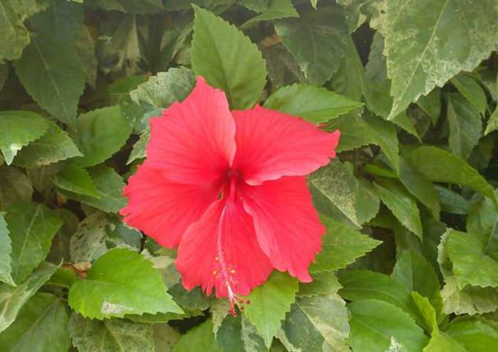 hibiscus-flower