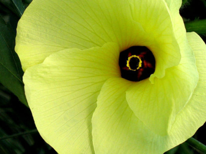 Hibiscus-Manihot-trandafir-chinezesc-Manihot