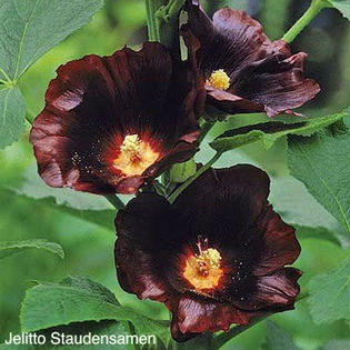 hollyhock_blacknight_pop-up