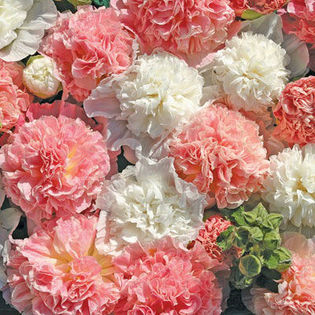 hollyhock_brides_bouquet_pop-up