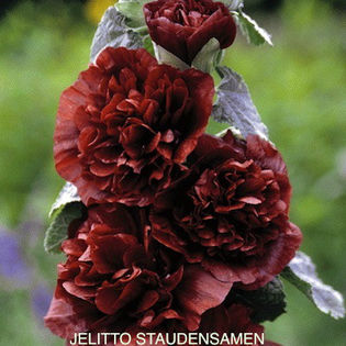 hollyhock_chestnut_brown_3