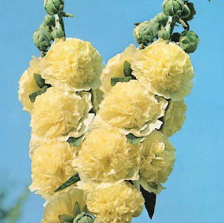 hollyhock_double_golden_yellow_2