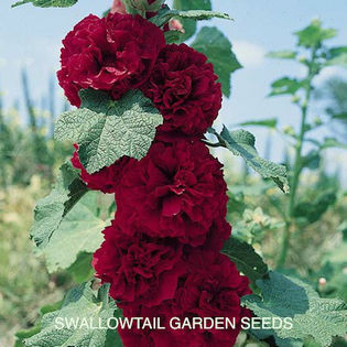 hollyhock_double_maroon_pop-up