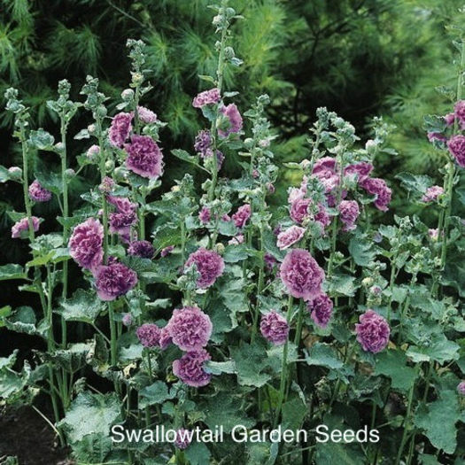 hollyhock_double_violet_pop-up