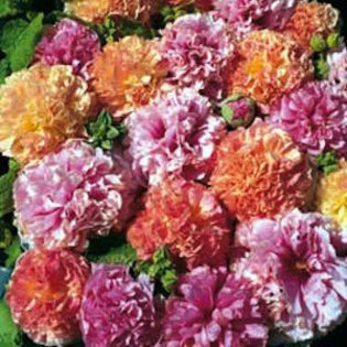 hollyhock_fruity_mix_