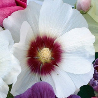 hollyhock_halo_blossom_3