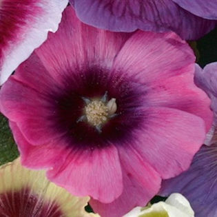 hollyhock_halo_cerise_3