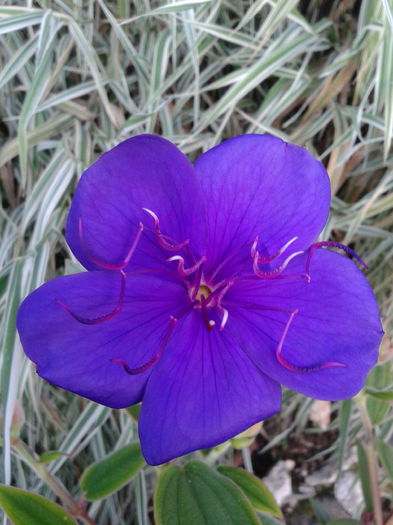 Clematita-2013-10-13 08.39.53
