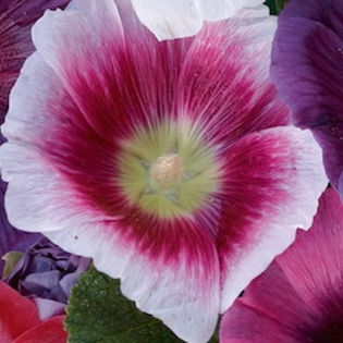 hollyhock_halo_blush_3