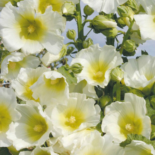 hollyhock_halo_white_3