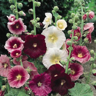 hollyhock_indian_spring_mix_2