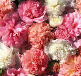hollyhock_maid_of_honour_