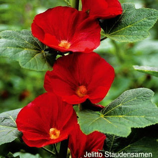hollyhock_mars_magic_pop-up