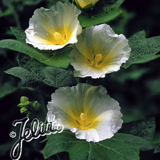 hollyhock_polarstar_pop-up