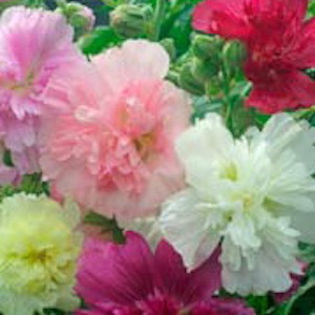 hollyhock_queeny_mix_2