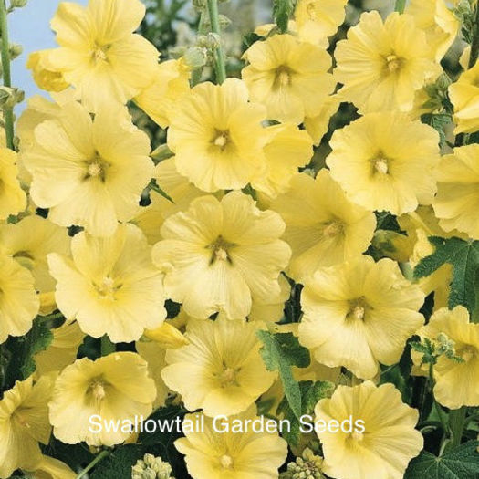 hollyhock_russian_yellow_pop-up