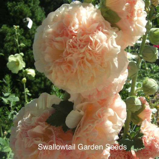 hollyhock_salmon_queen_pop-up2