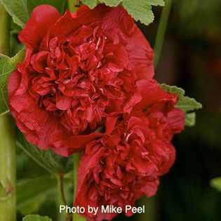 hollyhock_scarlet_ohara_3