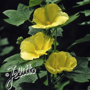 hollyhock_single_sunshine_2