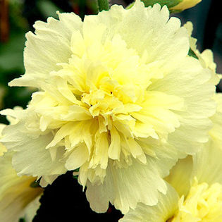 hollyhock_spring_celebrities_lemon_pop-up