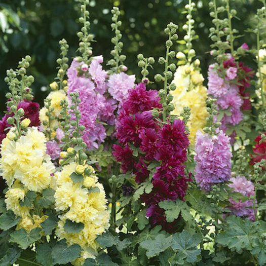hollyhock_spring_celebrities_mix_pop-up