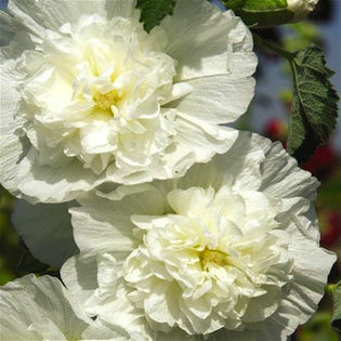 hollyhock_the_bride_3