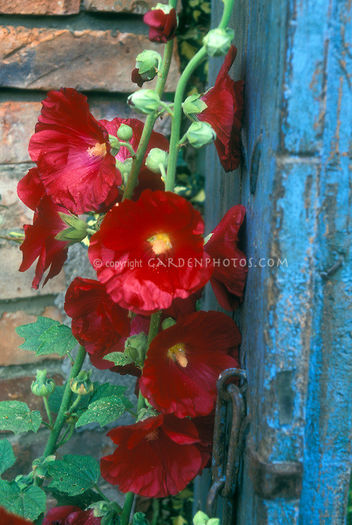 Hollyhocks-19736