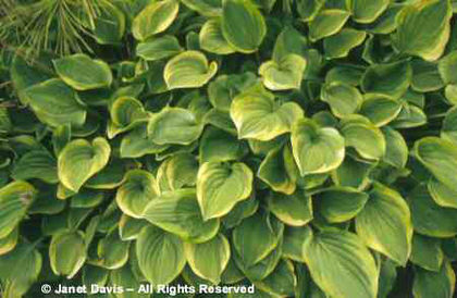 Hosta%20